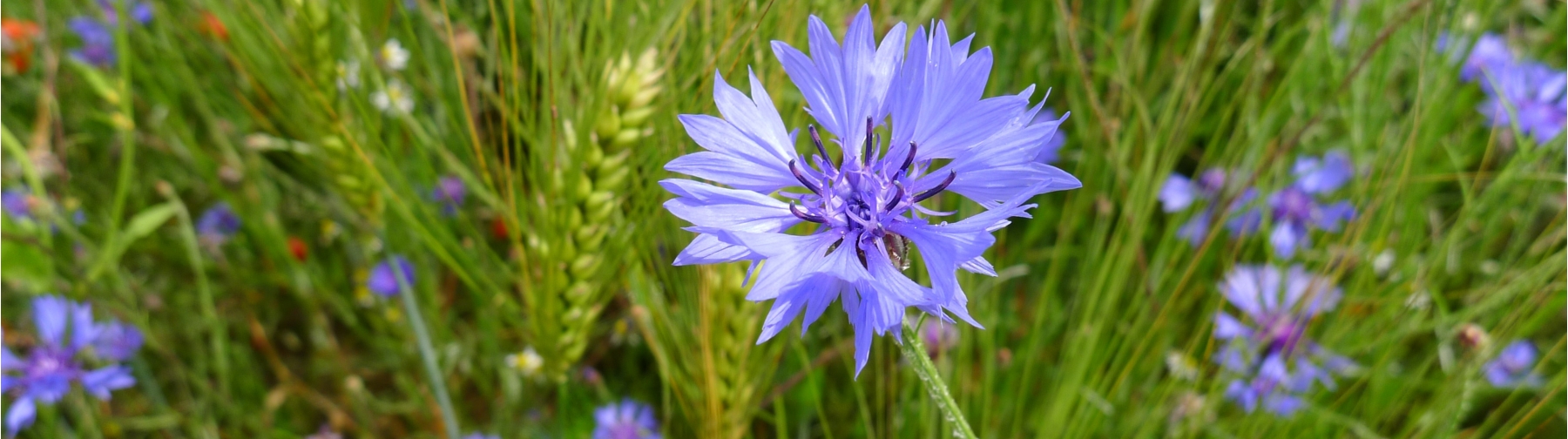 Kornblume1