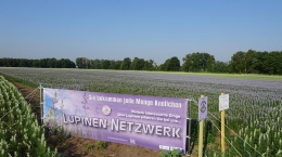 LupinenNetzwerk_web