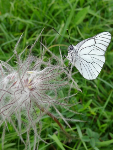 Teaser_Schmetterling_P1220179